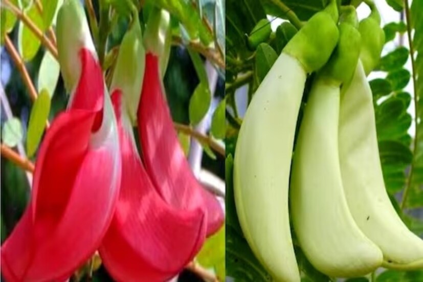কবিরাজি পরিচর্যায় কৃমি ও কোষ্ঠকাঠিন্য সারাতে ব্যবহার করা হয় বকফুলের পাতার রস৷ বসন্ত রোগের চিকিৎসায় ঘরোয়া টোটকা হিসেবে ব্যবহার করা হয় বকফুল গাছের ছাল৷