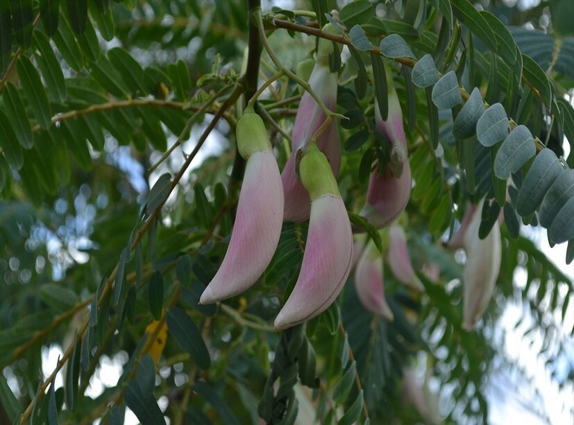 বকফুলের বিজ্ঞানসম্মত নাম Sesbania Grandiflora। ইংরেজিতে একে বলা হয় Vegetable Hummingbird বা Swamp Pea৷ 