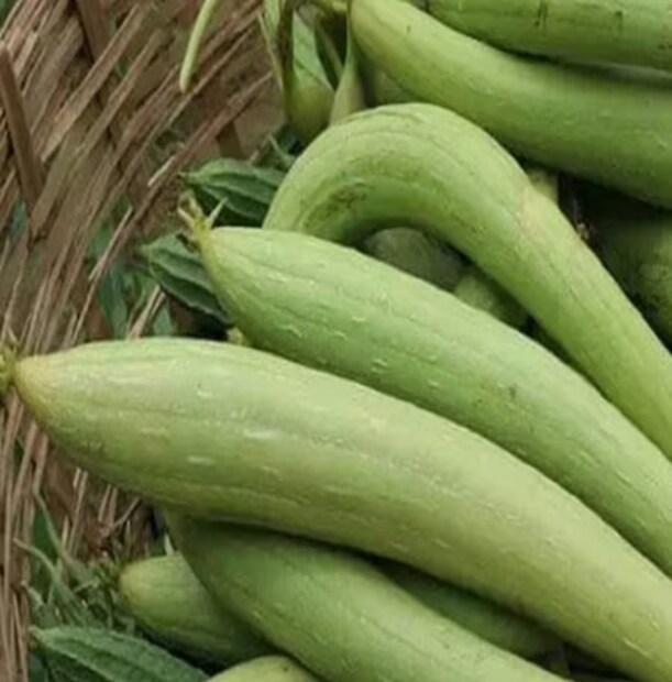 এই সবজিতে আছে প্রচুর আয়রন৷ রক্তাল্পতা রোগ নিয়ন্ত্রণে এই আয়রন খুবই জরুরি ও গুরুত্বপূর্ণ৷ ধুঁধুঁলের এডিবল ফাইবার সারিয়ে তোলে কোষ্ঠকাঠিন্য ও হজমের অন্যান্য সমস্যা৷