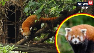 দেশে প্রথমবার এল এই সম্মান! বাংলার মুকুটে আসতে চলেছে নয়া পালক? জানলে গর্বিত হবেন 