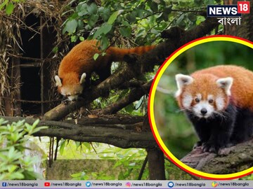 দেশে প্রথমবার এল এই সম্মান! বাংলার মুকুটে আসতে চলেছে নয়া পালক? জানলে গর্বিত হবেন 