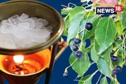 আগুন ছোঁয়ালেই ধরে ওঠে, কর্পুর তৈরি হয় কোন গাছ থেকে? নাম শুনলে অবাক হবেন