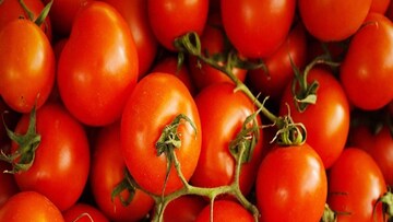 বাড়ির টবেই ফলান লাল টুসটুসে টম্যাটো! শুধু মানুন ছোট্ট টিপস, স্বাদে-রসে দারুণ জিনিস পাবেন