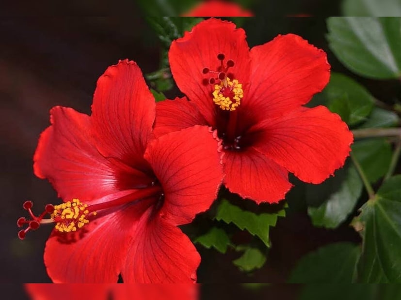 জমি না থাকলেও ক্ষতি নেই। ব্যালকনির টবেই দিব্যি হয় জবাফুল। অনেকের বাড়িতে জবাগাছ বড় হয়ে উঠলেও ফুল ধরতে চায় না। তার জন্য রয়েছে দরকারি টিপস।