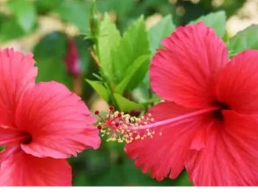দু’টি খালি প্লাস্টিকের বোতলে আলাদা আলাদা করে জলে ভিজিয়ে রাখুন পেঁয়াজের খোসা ও কলার খোসা। দু’দিন জলে ভিজিয়ে রাখলেই মজে গিয়ে তৈরি হবে সার।