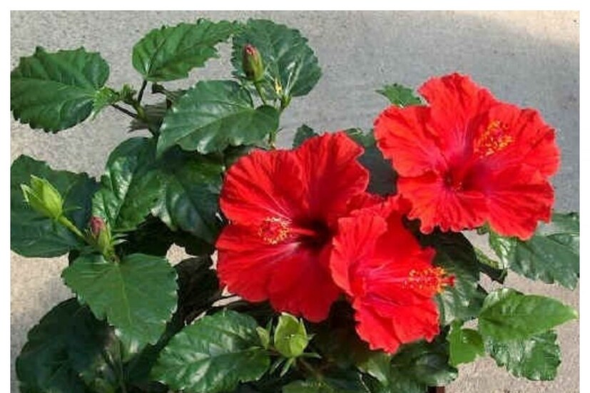 এ বার ২ লিটার জলে মিশিয়ে নিন ১০০ মিলিলিটার পেঁয়াজের খোসা সার। তার পর ভাল করে ছেঁকে নিন। পেঁয়াজের খোসার নাইট্রোজন, ফসফরাস, পটাশিয়াম, কপার, আয়রন, ম্যাঙ্গানিজ জবাগাছের জন্য খুবই উপকারী।