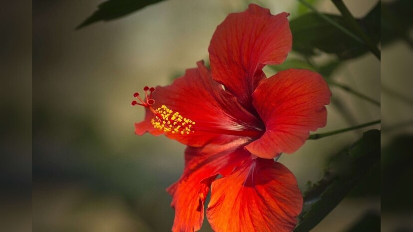 এ বার ৭০ মিলিলিটার নিয়ে নিন কলার খোসার সার। ভাল করে ছেঁকে নিয়ে মেশান ওই ২ লিটার জলে। কলার খোসায় থাকা পটাশিয়াম, ম্যাগনেসিয়াম, ম্যাঙ্গানিজ অত্যন্ত উপকারী।
