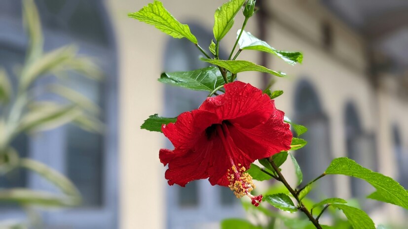 এই মিশ্র সার ১০০ মিলিলিটার করে জবা গাছের গোড়ায় দিন। প্রতি সপ্তাহে এক দিন করে এই সার জবাগাছে দিলে প্রচুর ফুল আসবে। সেভাবে হলুদ হবে না এই গাছের পাতাও।