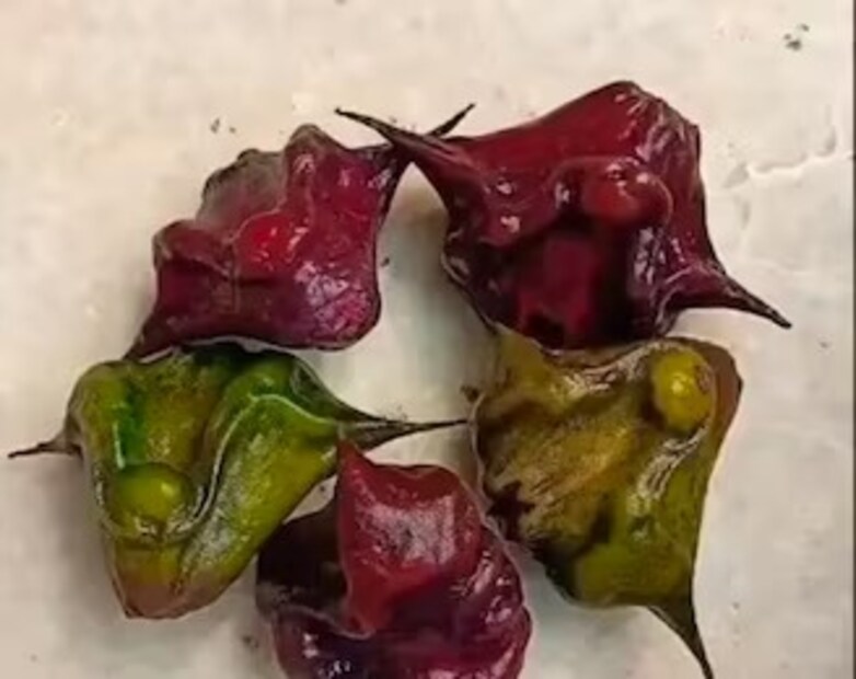 এই জলজ ফল জন্ডিস রোগের পথ্য৷ পানিফল অ্যান্টি অক্সিড্যান্টে ভরপুর৷ অক্সিডেটিভ স্ট্রেস যুঝতে সাহায্য করা এই ফল একাধিক ক্রনিক অসুখে উপশমকারী৷ ভিটামিন, মিনারেলস ভর্তি এই ফল বাড়ায় ফার্টিলিটি। সাহায্য করে অ্যাসিডিটি কমাতে।