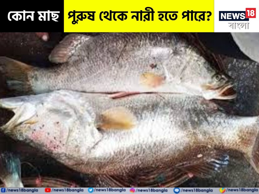 প্রাণিজগতে বৈচিত্র্যের শেষ নেই। বৈজ্ঞানিক গবেষণার নিত্যনতুন ফলাফল রীতিমতো চমকে দেয় আমাদের। জনপ্রিয় ও সুস্বাদু কোরাল মাছের একটি বৈশিষ্ট্যও মৎস্যবিজ্ঞানীদের কৌতূহলী করে তুলেছে। 