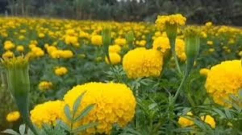 গাঁদা গাছে শুকনো ফুল থাকলে সেটি গোড়া থেকে কেটে ফেলে দিন৷ প্রতি মাসে এক বার সার দিন৷ ১৫ থেকে ২০ দিন অন্তর নিমতেলের সঙ্গে সাবানের গুঁড়ো মিশিয়ে কীটনাশক হিসেবে দিন৷ গাঁদাগাছে বেশি পোকমাকড় হয় না৷ চেষ্টা করবেন জৈব কীটনাশক ব্যবহারের৷ রাসায়নিক কীটনাশক গাছে না দেওয়াই ভাল৷