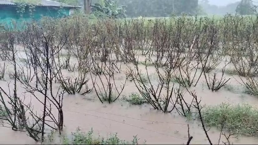 শুধু সবজি নয়, কালীপুজোর আকাশছোঁয়া হতে পারে ফুলের দাম৷ কারণ পূর্ব মেদিনীপুর জেলার পাঁশকুড়াতেও বৃষ্টির জেরে ফুল চাষে ব্যাপক ক্ষয়ক্ষতি হয়েছে৷ 
