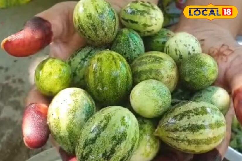 আসলে আজকাল তরমুজের মতো ছোট ফল বাজারে আসতে শুরু করেছে। এই ফলটি বেশিরভাগ ক্ষেত্রে রাজস্থানে পাওয়া যায়। এর সবজিও খুব সুস্বাদু হয়। এই ফলটি মাত্র ৩ মাস পাওয়া যায়। রাজস্থানের এই বন্য তরমুজটি আশ্চর্যজনক। অ্যান্টিঅক্সিডেন্ট এবং ভিটামিন সিতে পরিপূর্ণ এই তরমুজ ইমিউন সিস্টেমকে শক্তিশালী করে।