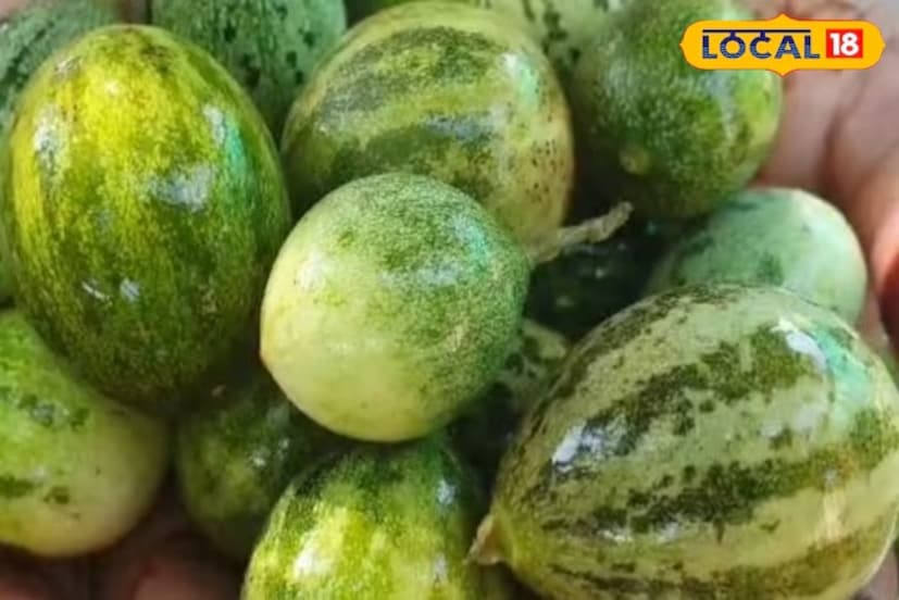 আয়ুর্বেদিক চিকিৎসক ডা. মুকেশ চৌধুরি লোকাল 18-কে জানিয়েছেন যে, আয়ুর্বেদে এই ফল কাছারিকে 'মৃগাক্ষী' বলা হয়, এতে প্রচুর পরিমাণে পুষ্টিকর উপাদান রয়েছে। কাছারির সবজি ও আচার খুবই সুস্বাদু। কৃষকরা তাঁদের ক্ষেতে অন্যান্য ফসলের মধ্যে কাছারিও রাখেন। এতে দ্বিগুণ লাভবান হচ্ছেন কৃষকরা। এর ফলে ক্ষেত থেকে শাক-সবজির সঙ্গে সঙ্গে এই ফলও পাওয়া যায়। কাছারির পাতা অনেকটা শসার মতো। এর গায়ে ছোট ছোট হলুদ ফুলও দেখা যায়।