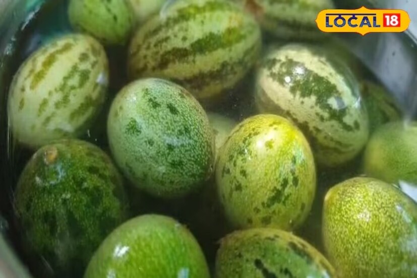 আয়ুর্বেদিক চিকিৎসক ডা. মুকেশ চৌধুরি জানান, কাছারিকে বন্য তরমুজও বলা হয়। এতে প্রচুর পরিমাণে অ্যান্টিঅক্সিডেন্ট এবং ভিটামিন সি রয়েছে। এটি ইমিউন সিস্টেমকে শক্তিশালী করে। এছাড়া কাছারিতে মূত্রবর্ধক গুণ রয়েছে, যার কারণে শরীর থেকে বিষাক্ত পদার্থ বের হয়ে যায়। কাছারি শরীরকে সম্পূর্ণরূপে ডিটক্সিফাই করে। কাছারিতে পাওয়া পুষ্টি উপাদান এবং ফাইবার হজম প্রক্রিয়াকে শক্তিশালী করে। এটি হজম প্রক্রিয়াকে সুস্থ করে তোলে। 