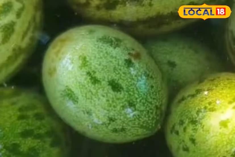 এটি খেলে গ্যাস্ট্রোইনটেস্টাইনাল ট্র্যাক্ট ইনফেকশনের মতো সমস্যা থেকে মুক্তি পাওয়া যায়। এছাড়া কাছারি খেলে ক্ষুধা বাড়ে এবং জাঙ্ক ফুড খাওয়ার ইচ্ছা কমে। তাই কাছারি হজম ও ক্ষুধা নিবারণের জন্য একটি ভাল ফল। এই বিষয়ে জেনে রাখা প্রয়োজন যে, কাছারি ফল সাধারণত গ্রীষ্মের মরশুমে চাষ করা হয়। সেপ্টেম্বর, অক্টোবর ও নভেম্বর মাসে এগুলো পেকে যায়। এমতাবস্থায় এগুলো মাত্র দুই-তিন মাসের জন্য এই সময়ে বাজারে আসে। এর থেকে তৈরি সবজি স্বাদে টক-মিষ্টি হয়। বিদেশ থেকে আসা পর্যটকরা এই সবজি খুবই পছন্দ করেন। এই সবজিটি বিশেষভাবে সেই সব জায়গায় প্রস্তুত করা হয় যেখানে প্রচুর বিদেশি পর্যটক থাকেন।