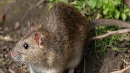 সরকারি হোস্টেলে ১৫ বার ইঁদুরের কামড়! প্যারালাইজড হয়ে গেল দশম শ্রেণির ছাত্রী সরকারি হোস্টেলে ১৫ বার ইঁদুরের কামড়! প্যারালাইজড হয়ে গেল দশম শ্রেণির ছাত্রী