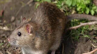 সরকারি হোস্টেলে ১৫ বার ইঁদুরের কামড়! প্যারালাইজড হয়ে গেল দশম শ্রেণির ছাত্রী সরকারি হোস্টেলে ১৫ বার ইঁদুরের কামড়! প্যারালাইজড হয়ে গেল দশম শ্রেণির ছাত্রী