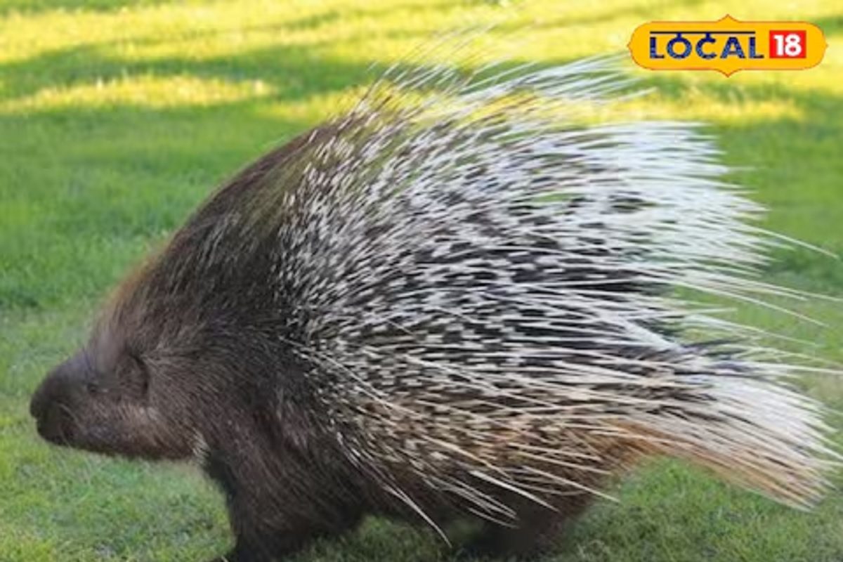 বাঘ-সিংহও ভয় পায় এই নিরীহ প্রাণীটিকে, অথচ মানুষ হত্যা করেই চলেছে! বাঘ-সিংহও ভয় পায় এই নিরীহ প্রাণীটিকে, অথচ মানুষ হত্যা করেই চলেছে!