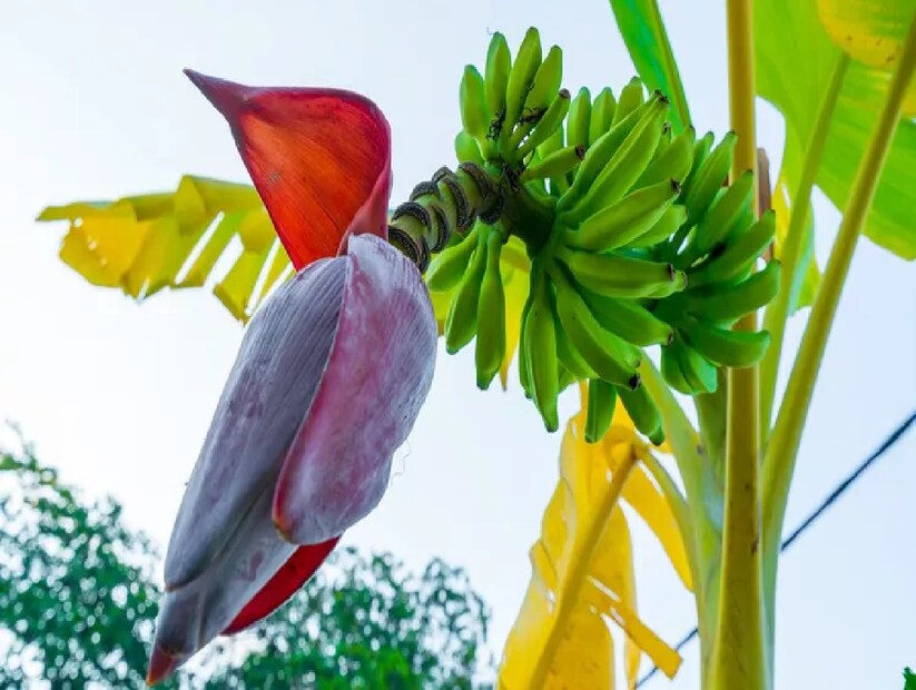 কলার ফুল বা মোচা (banana flower) ন্যাশনাল সেন্টার ফর বায়োটেকনোলজি ইনফরমেশনের 2013 সালের একটি সমীক্ষায় দেখা গিয়েছিল, কলার ফুল খাওয়া শরীরের বর্ধিত শর্করার সঙ্গে যুক্ত একটি নির্দিষ্ট প্রোটিনের উৎপাদন কমিয়ে রক্তে শর্করার মাত্রা কমাতে সাহায্য করতে পারে। রক্তে শর্করার মাত্রা নিয়ন্ত্রণের পাশাপাশি কলার ফুল ওজন কমাতে, কোলেস্টেরল কমাতে এবং স্বাস্থ্যকর পাচনতন্ত্রকে উন্নীত করতে সাহায্য করতে পারে।