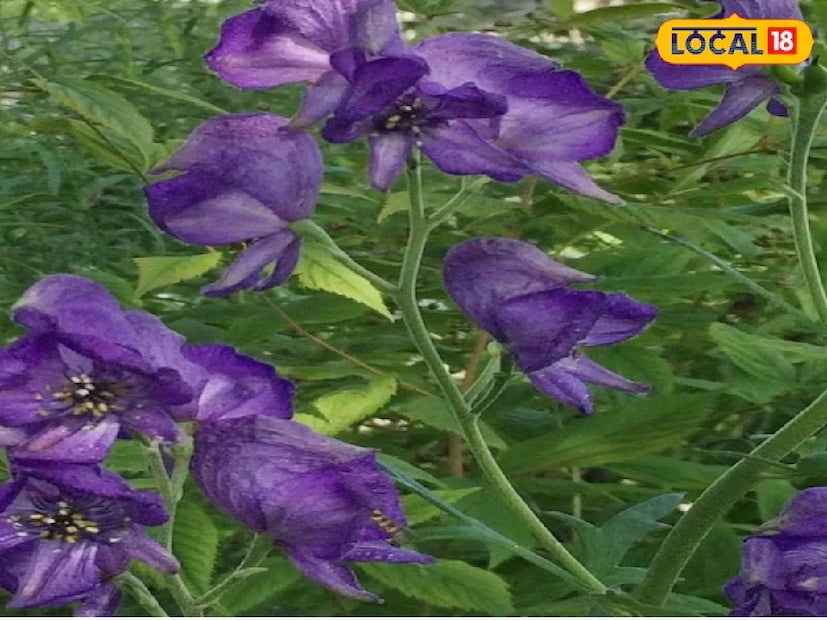 পরিসংখ্যান অনুযায়ী, গোটা বিশ্বে অ্যাকোনিটামের ৩০০-এর বেশি প্রজাতি রয়েছে। এর মধ্যে ভারতে ৩০টি প্রজাতি পাওয়া যায়। বেশ কয়েকটি প্রজাতি অত্যন্ত বিষাক্ত। তবে আতিস বিষাক্ত নয়। সম্পূর্ণ নিরাপদ। ঔষধি গুণের কারণে যথেচ্ছভাবে আতিস তোলা হচ্ছে ইদানীং।