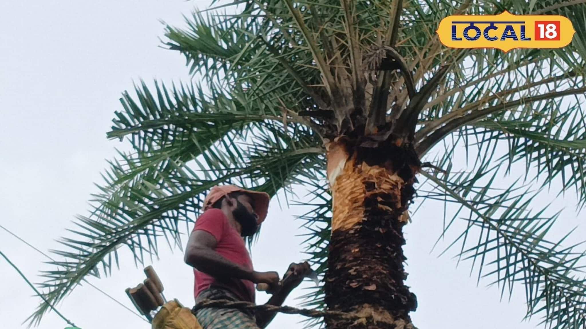 Jhargram News: গোটা বছর মুখিয়ে থাকেন খাদ্য রসিকরা, জঙ্গলমহলে শুরু নলেন গুড় তৈরির প্রস্তুতি 