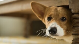 কুকুরদের গলায় পরানো হল রেডিয়াম বেল্ট