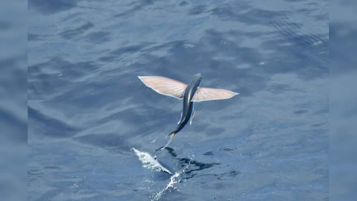 General Knowledge Story বলুন তো কোন মাছ উড়তে পারে? জলেও থাকে, বাতাসেও