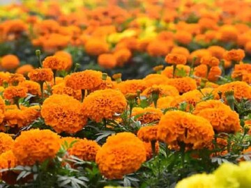 গাঁদা গাছ ভরে যাবে ফুলে-ফুলে! শুধু ঘরে তৈরি এই সারটি যোগ করুন! এক সপ্তাহের মধ্যে ফল পাবেন