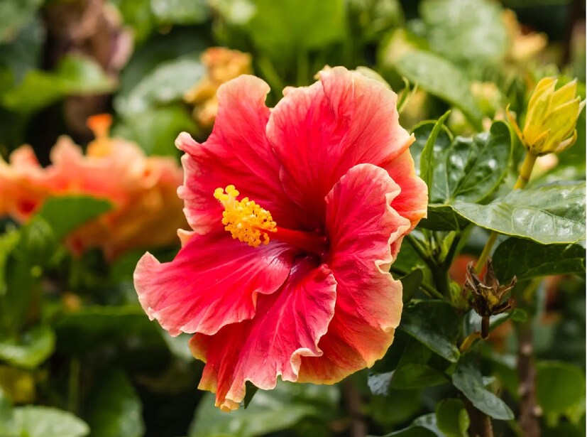 জবা ফুল (hibiscus)হিবিস্কাস চায়ের উপকারিতা কে না জানে! জবা বা হিবিস্কাস ফুল থেকে তৈরি এই উজ্জ্বল রঙের পানীয় শরীরের পক্ষে ভীষণ উপকারি। এটি রক্তচাপ কমাতে সাহায্য করতে পারে, যা ডায়াবেটিস রোগীদের মধ্যে সাধারণ। কিছু গবেষণায় আরও ইঙ্গিত দেওয়া হয়েছে যে হিবিস্কাস ইনসুলিন প্রতিরোধের উন্নতি করতে পারে, এটি ডায়াবেটিস রোগীদের জন্য একটি সহায়ক বিকল্প তৈরি করে।