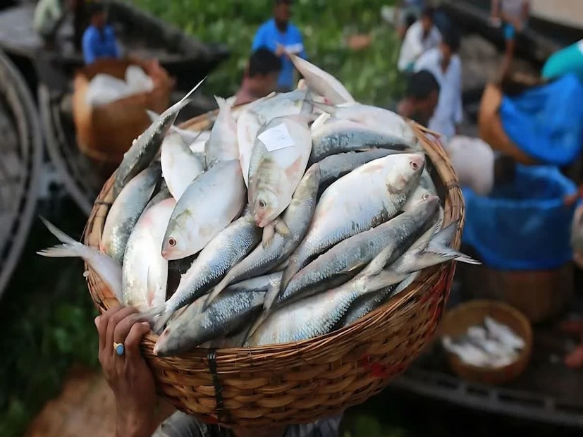 অবশ্য এখনও কলকাতা কিংবা বেশ কিছু মাছের বাজারে ইলিশ ঢুকছে, কিন্তু সেগুলির স্বাদ কতটা ভাল হবে তা নিয়ে প্রশ্ন থেকেই যায়। তবে এসবের মাঝেই পদ্মার দুই ইলিশ বিক্রি হল কত টাকায় জানেন? File Image 