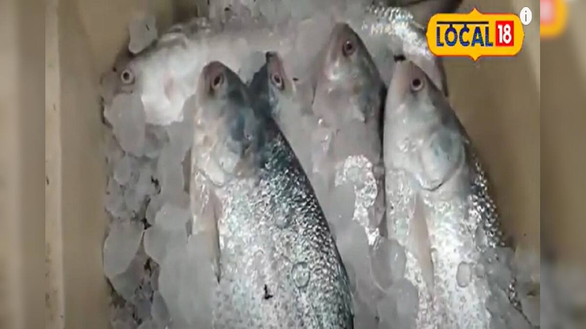How to identify fresh hilsa fish, টাটকা ইলিশ খেতে চাইলে দেখুন এই ভিডিও