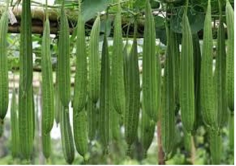 গরমের দিনে ঝিঙে খেতে অনেকেই ভালবাসেন। মাছের ঝোলে হোক বা পোস্তয়ে এই সবজির স্বাদে মজে বাঙালি।খাবারে অরুচি হলে কচি ঝিঙে ও শিং মাছের ঝোল খান অনেকে। তবে কুচো চিংড়ি দিয়ে ঝিঙের তরকারি খেতে কে না ভালবাসেন!
গরমের দিনে ঝিঙে খেতে অনেকেই ভালবাসেন। মাছের ঝোলে হোক বা পোস্তয়ে এই সবজির স্বাদে মজে বাঙালি।খাবারে অরুচি হলে কচি ঝিঙে ও শিং মাছের ঝোল খান অনেকে। তবে কুচো চিংড়ি দিয়ে ঝিঙের তরকারি খেতে কে না ভালবাসেন!