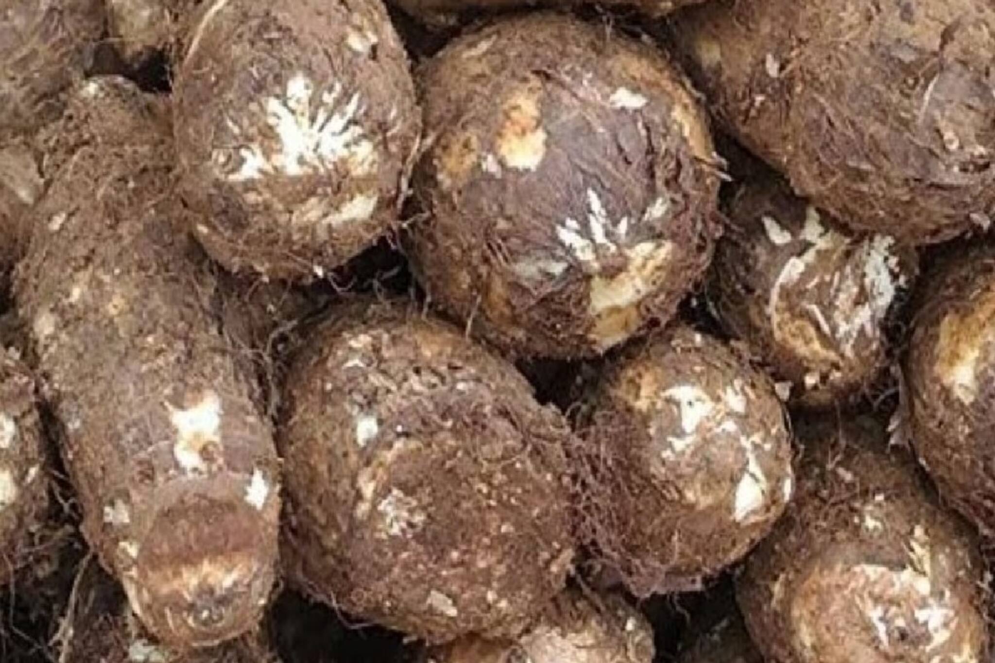 এই কচু দেখলেও পাশ কাটিয়ে যান তো? এই ভুল আর নয়...! উপকার জানলে খাবেনই খাবেন