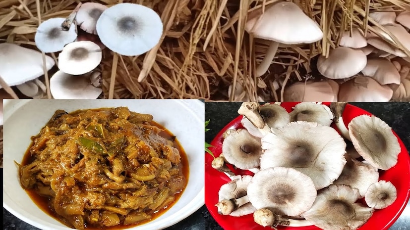 জঙ্গলমহলের মানুষজনের ভাষায় এই সাদা ফসলের নাম কাড়াং ছাতু বা কাড়াং মাশরুম। দুর্গাপুজোর আগে পাওয়া যায় বলে অনেকেই পরব ছাতু বা দুর্গা ছাতুও বলে। কিন্তু এই বছর বৃষ্টির খামখেয়ালিপণায় দুর্গাপুজোর পরেও পাওয়া যাচ্ছে এই ছাতু।  