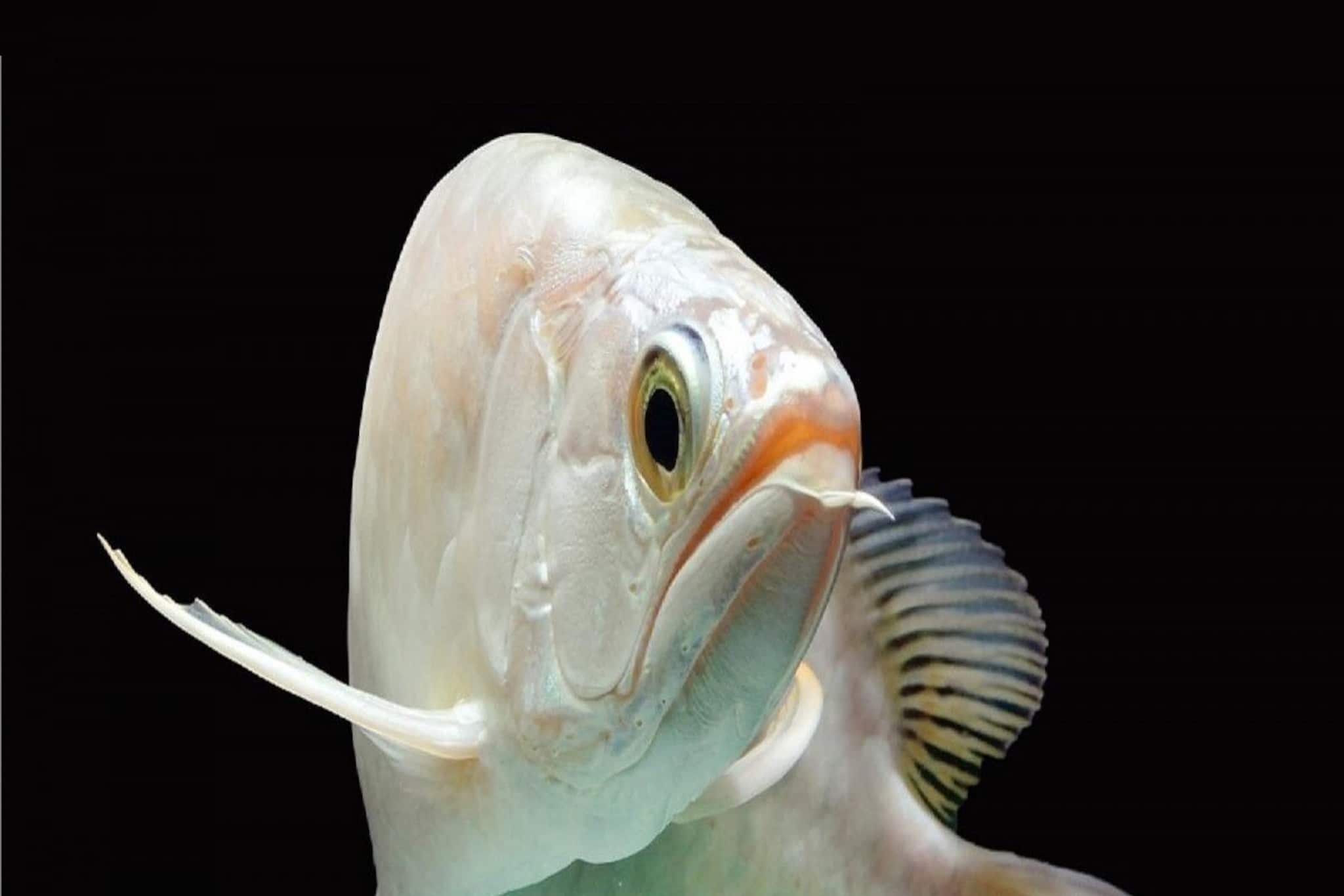 বিশ্বের সব থেকে দামি মাছ কোনটি জানেন? একটি মাছের দামে পাঁচটা বাড়ি-গাড়ি হয়ে যাবে!