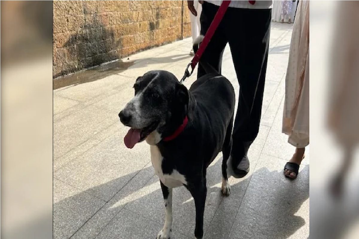 না প্রিয় ওই গলা আর তাকে গোয়া বলে ডাকবে না, রতন টাটাকে শেষবার দেখে গেল গোয়া না প্রিয় ওই গলা আর তাকে গোয়া বলে ডাকবে না, রতন টাটাকে শেষবার দেখে গেল গোয়া