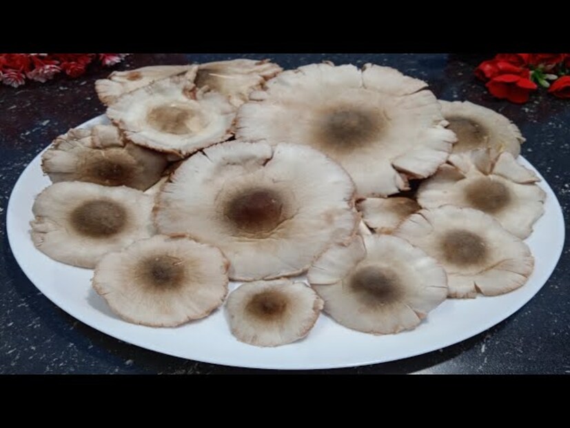 জঙ্গল সংলগ্ন গ্রামের বাসিন্দারা বিশেষ করে লোধা-শবর, আদিবাসী সম্প্রদায়ের মানুষজন জঙ্গলে গিয়ে এই মাশরুম  সংগ্রহ করে। তাঁদের মধ্যে অনেকে বাজারে রাস্তার ধারে ছাতু বিক্রি করে, অনেকে আবার মাশরুম মহাজনকে বিক্রি করে দেয়।