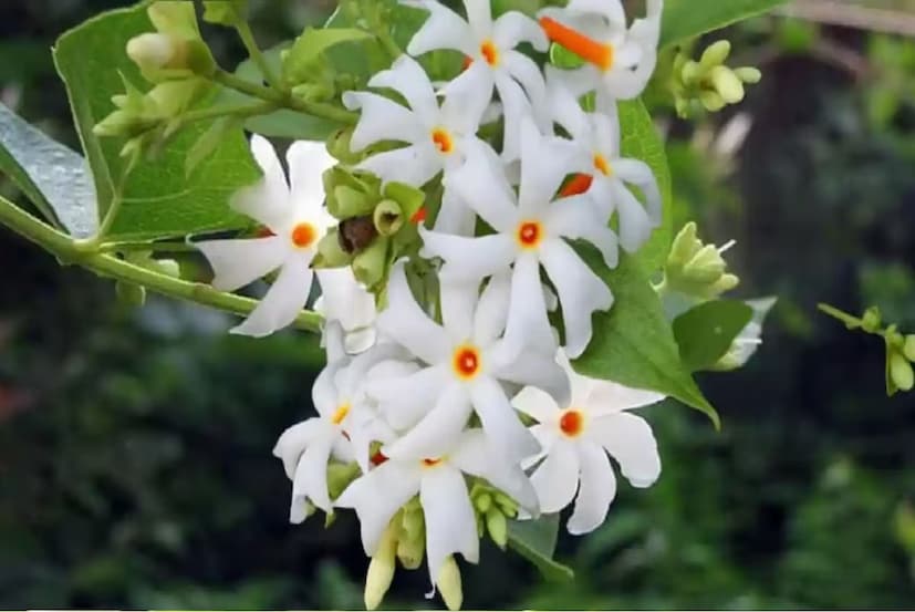 শিউলি ফুলকে বলা হয় স্বর্গের পারিজাত! এই ফুল দিয়ে পুজো হয় মায়ের! পারিজাত ফুলের নানা গল্প রয়েছে! 