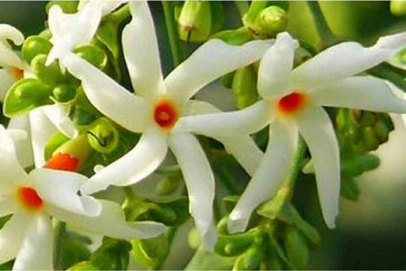 শরৎ কাল মানেই মনে পুজো পুজো ভাব! মা দুর্গার পুজো, বাঙালির সেরা উৎসব! আর এই উৎসবের সময় শিউলি ফুলের ঘ্রাণ না পেলে হয়! শরৎ কালেই গাছে সাদা হয়ে ফুঁটে থাকে শিউলি ফুল! কয়েক মাসের জন্য দেখা যায় এই ফুল! 