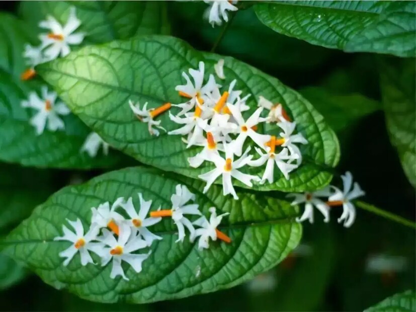 শিউলি ফুলের বৈজ্ঞানিক নাম Nyctanthes arbor-tristis, এই ফুলকে 'tree of sorrow'-ও বলা হয়! “দুঃখের বৃক্ষ”-ও বলা হয় কারণ দিনের আলোতে এই ফুল তাদের উজ্জ্বলতা হারায়।