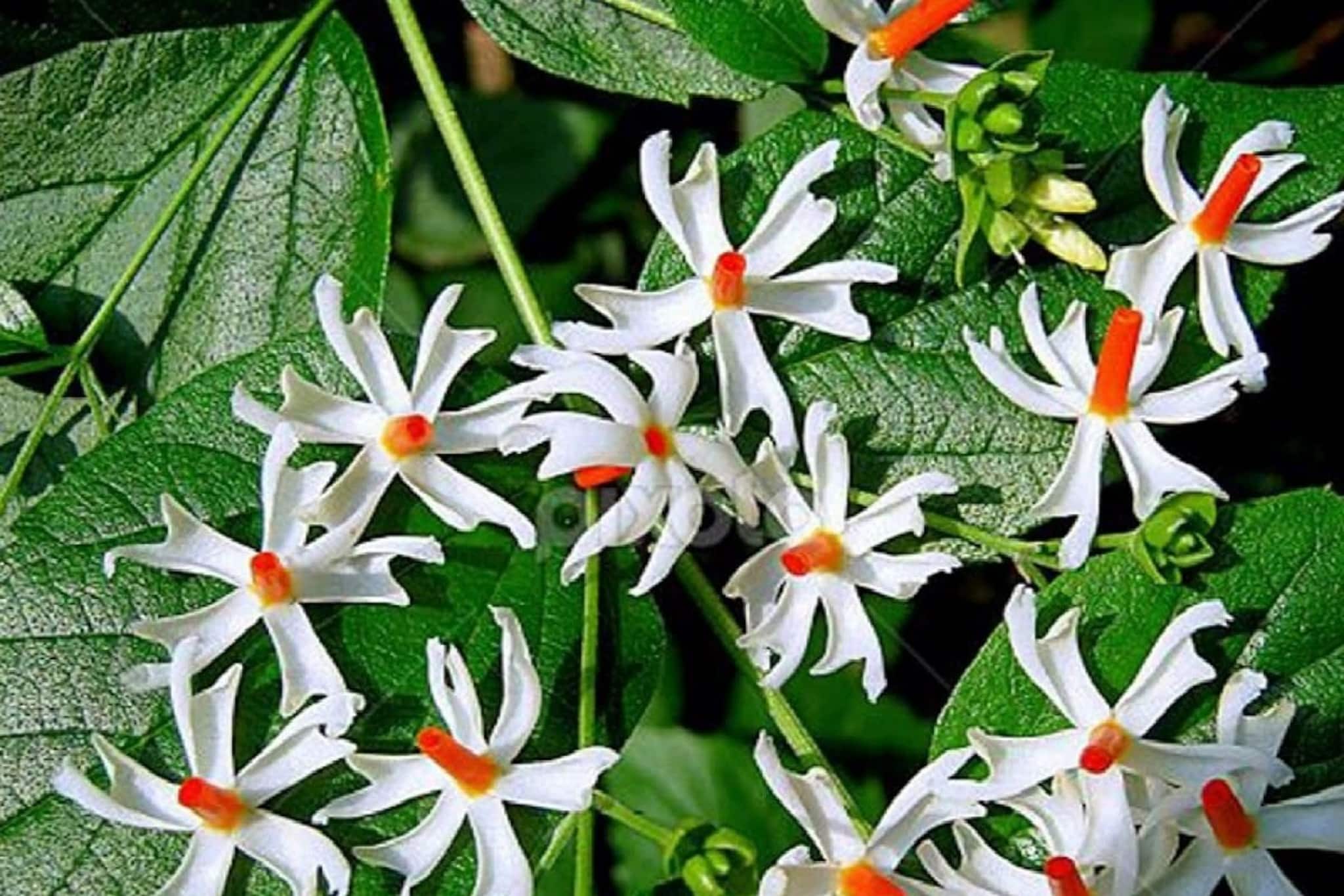 শিউলি ফুলকে ইংরেজিতে কী বলে বলুন তো? কেনই বা বলা হয় 'দুঃখের বৃক্ষ'! জেনে নিন