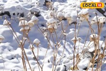 স্নোফলের পর মনোরম পরিবেশ মাউন্ট আবুতে, দেখুন ভিডিও