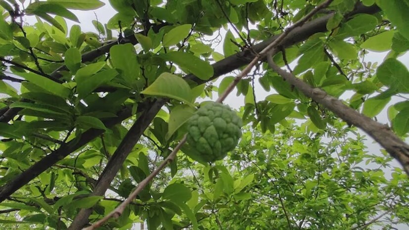 ইমিউনিটি শক্তিশালী করে: শীতে রোগ প্রতিরোধ ক্ষমতা (ইমিউনিটি) শক্তিশালী থাকলে রোগ-ব্যাধি কাছে ঘেঁষতে পারে না। আতা ফলে থাকা ভিটামিন সি রোগ প্রতিরোধ ক্ষমতা বাড়ায় এবং শরীরকে সংক্রমণ থেকে রক্ষা করে। এটি ঠান্ডা-কাশি এবং মৌসুমি অসুখগুলোর প্রতিরোধে কার্যকর। এছাড়াও এতে থাকা পটাশিয়াম, ম্যাগনেসিয়াম এবং ফাইবার হার্টের স্বাস্থ্যের জন্য উপকারী।