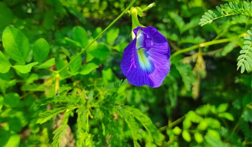 *বলা হয় উত্তর, পূর্ব এবং উত্তর-পূর্ব দিকে অপরাজিতা ফুলের গাছ রোপণ করার পরামর্শ দেওয়া হয়। মূল দরজার ডান পাশে পাত্রে এই গাছ রাখা শুভ। বৃহস্পতি ও শুক্রবার এই চারা রোপণ করা বাঞ্ছনীয়। ছবি সৌজন্যে: গুগল। 