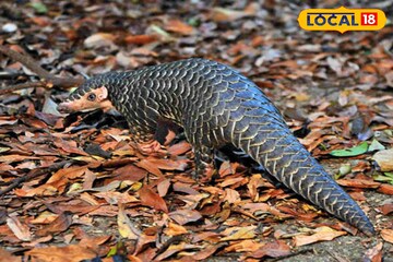পৃথিবীতে সব থেকে বেশি শিকার হয় এই প্রাণীর! ৩০ হাজার টাকা কেজি মাংস বিক্রি হয়!