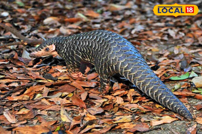 বিহারের একমাত্র টাইগার রিজার্ভ "বাল্মিকী"-তে এমন একটি প্রাণীর সন্ধান পাওয়া যায়, যা নিয়ে বিশ্বব্যাপী নানা ভুল ধারণা ছড়িয়ে আছে। এই ভুল ধারণার কারণে এই প্রাণীটিকে পৃথিবীর সমস্ত প্রাণীর মধ্যে সবচেয়ে বেশি শিকার করা হয়। বিশেষজ্ঞদের মতে, এই প্রাণীটিকে এত বেসি শিকার করা হয়েছে যে বর্তমানে এটি বিলুপ্তির পথে।