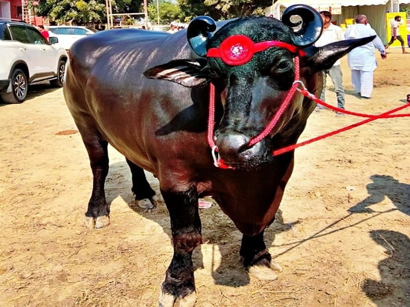 Pushkar Cattel Mela, Pushkar Fair, Sirsa Buffalo, Buffalo Sirsa News, Haryana Sirsa News, Buffalo 