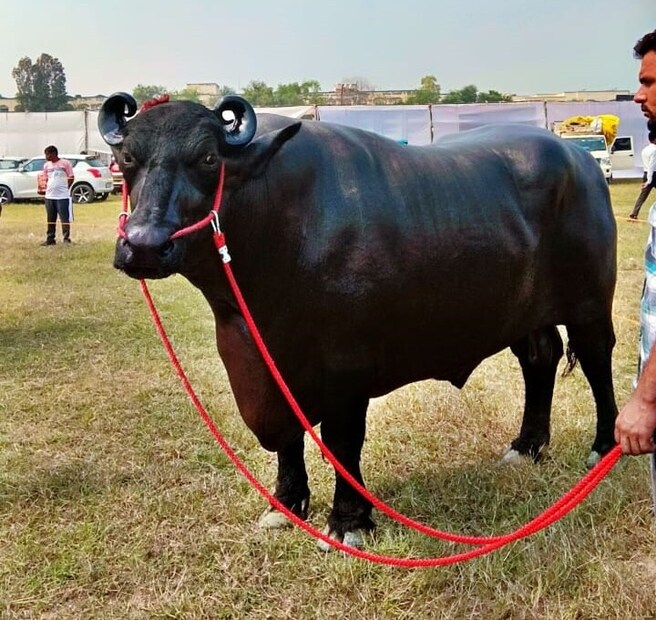 Pushkar Cattel Mela, Pushkar Fair, Sirsa Buffalo, Buffalo Sirsa News, Haryana Sirsa News, Buffalo