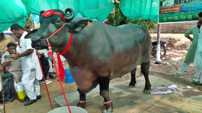 Pushkar Cattel Mela, Pushkar Fair, Sirsa Buffalo, Buffalo Sirsa News, Haryana Sirsa News, Buffalo 